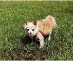 Small #3 Chihuahua