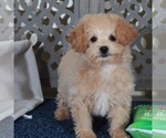 Small #3 Poochon