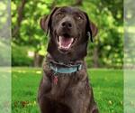 Small #2 Labrador Retriever Mix