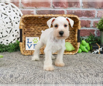 Small #2 Schnauzer (Miniature)