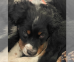 Small #7 Bernese Mountain Dog Mix