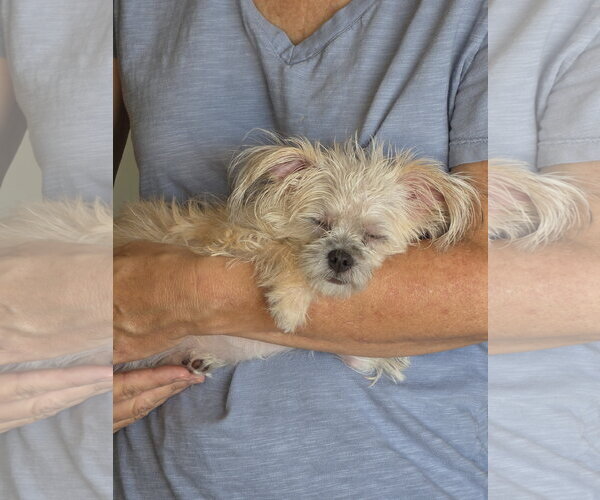 Medium Photo #3 Chihuahua-Unknown Mix Puppy For Sale in Escondido, CA, USA