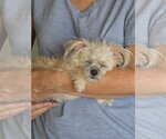 Small Photo #3 Chihuahua-Unknown Mix Puppy For Sale in Escondido, CA, USA
