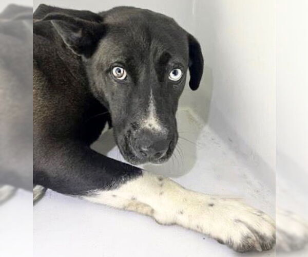 Medium Photo #1 Labrador Retriever Puppy For Sale in Houston, TX, USA