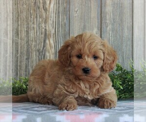 Goldendoodle-Poodle (Miniature) Mix Puppy for sale in HONEY BROOK, PA, USA
