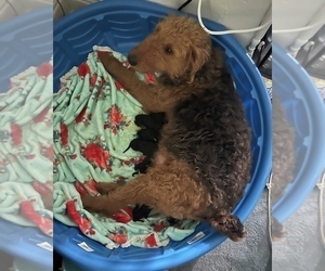 Airedale Terrier Puppy for sale in NEWTON, IA, USA