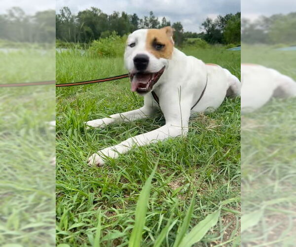 Medium Photo #4 Bulldog-Labrador Retriever Mix Puppy For Sale in Tarrytown, GA, USA
