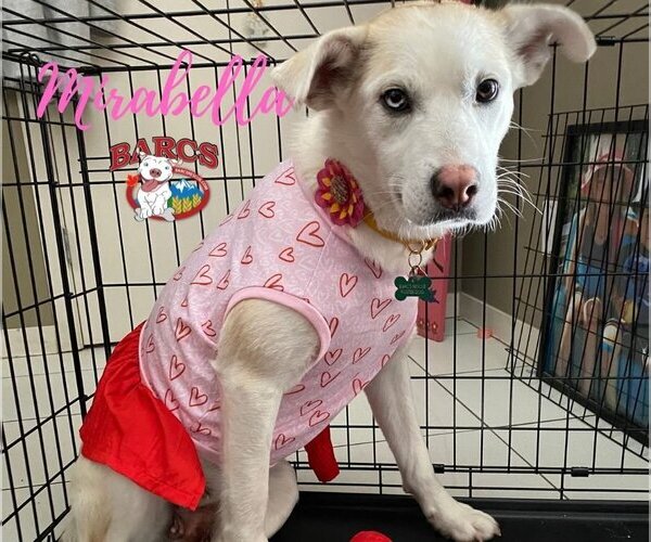 Medium Photo #2 Huskies -Unknown Mix Puppy For Sale in Calgary, Alberta, Canada