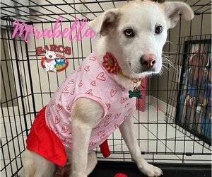 Mirabelle - Female Huskies -Unknown Mix Dog for Adoption - Photo #2