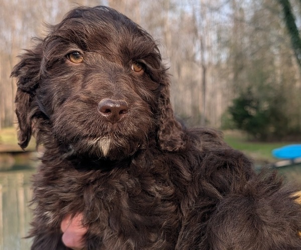 Medium Photo #10 Boykin Spaniel-Goldendoodle Mix Puppy For Sale in MORGANTON, NC, USA