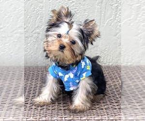 Yorkshire Terrier Puppy for sale in CORAL SPRINGS, FL, USA