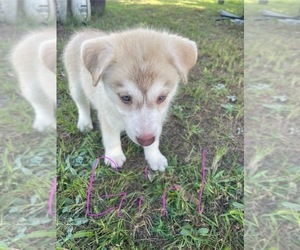 Siberian Husky Puppy for Sale in HILLISTER, Texas USA