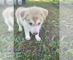 Small Siberian Husky