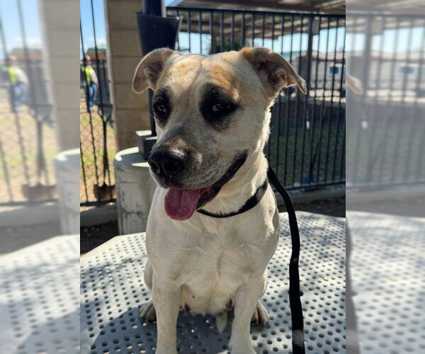 Medium Photo #1 Mastiff-Unknown Mix Puppy For Sale in Riverside, CA, USA