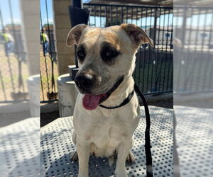 Mastiff-Unknown Mix Dogs for adoption in Riverside, CA, USA