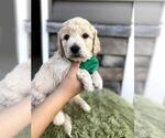 Puppy 4 Goldendoodle