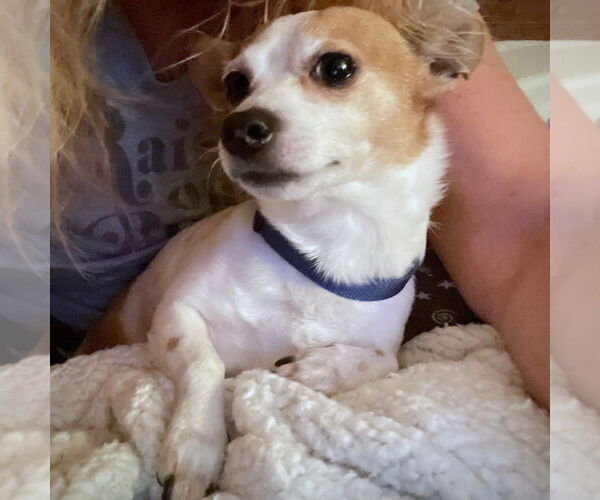 Medium Photo #2 Rat-Cha Puppy For Sale in Atlanta, GA, USA