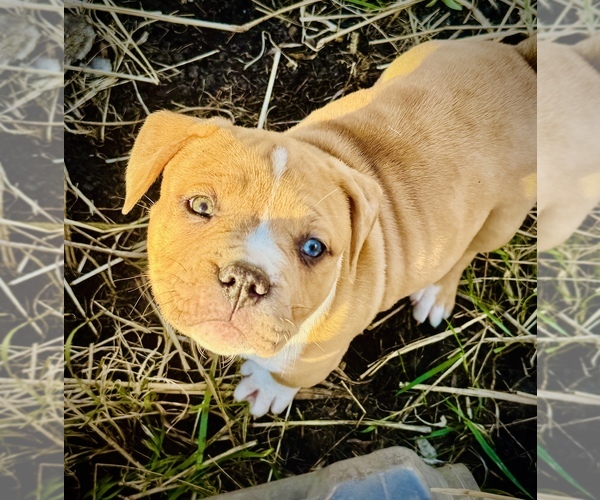 Medium Photo #2 American Bully Puppy For Sale in GROVE CITY, MN, USA