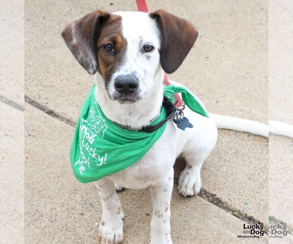 Medium Photo #7 Labrador Retriever-Unknown Mix Puppy For Sale in Washington, DC, USA