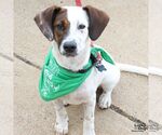 Small #6 Labrador Retriever Mix