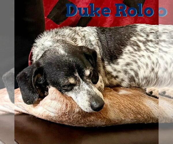 Medium Photo #3 Dachshund Puppy For Sale in San Antonio, TX, USA