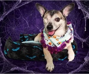 Olive - Female Chihuahua-Unknown Mix Dog for Adoption - Photo #2