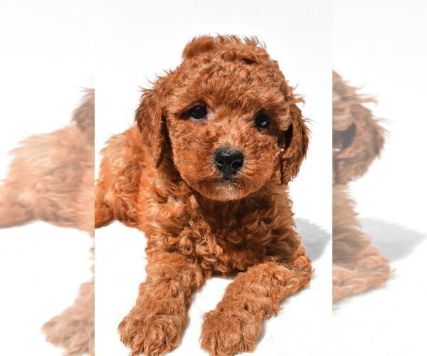 Medium Photo #19 Goldendoodle mix (+ Poodle Miniature) Puppy For Sale in DURHAM, CT, USA