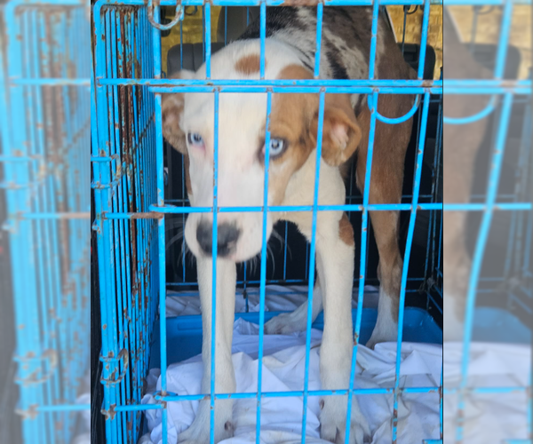 Medium Photo #3 Mutt Puppy For Sale in Cranston, RI, USA