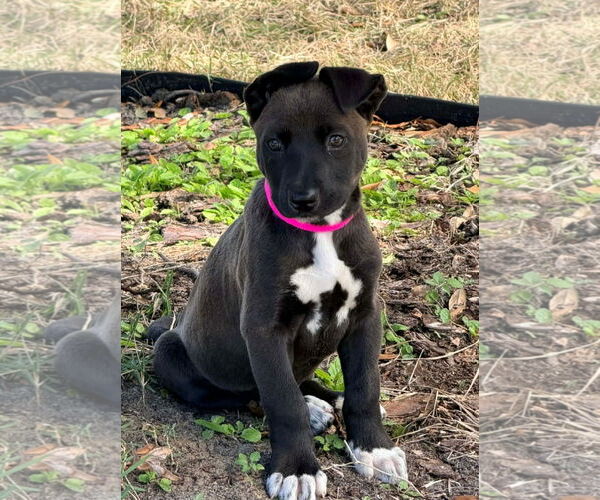 Medium Photo #3 Siberian Husky-Unknown Mix Puppy For Sale in Sanford, FL, USA