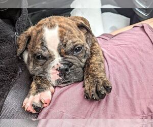English Bulldog Puppy for sale in SPENCER, TN, USA
