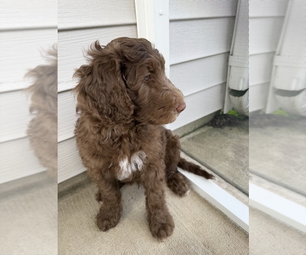 Medium Photo #5 Labradoodle Puppy For Sale in HUGER, SC, USA
