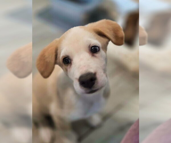 Medium Photo #20 Shepweiller Puppy For Sale in Raleigh, NC, USA