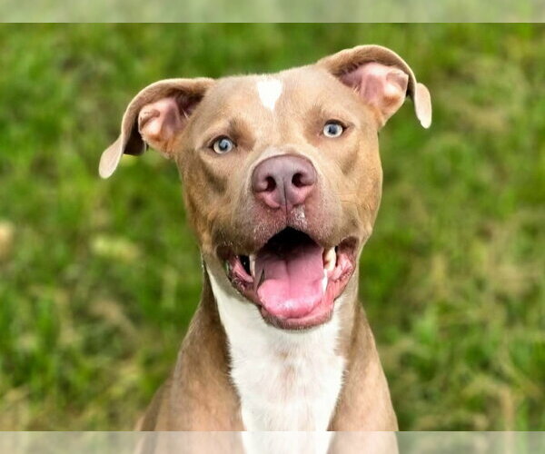 Medium Photo #3 American Pit Bull Terrier-Unknown Mix Puppy For Sale in Anniston, AL, USA