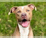 Small #2 American Pit Bull Terrier Mix
