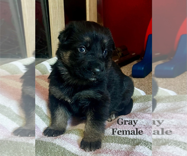 Medium Photo #1 German Shepherd Dog Puppy For Sale in FRUITLAND, WA, USA