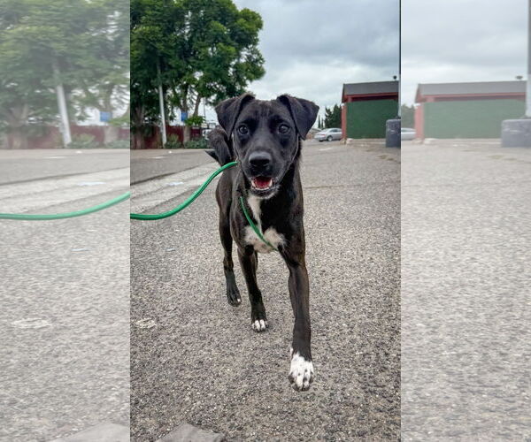 Medium Photo #4 Labrador Retriever-Unknown Mix Puppy For Sale in San Diego, CA, USA