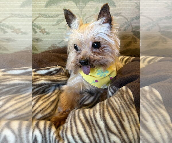 Medium Photo #6 Mutt Puppy For Sale in Allentown,, PA, USA