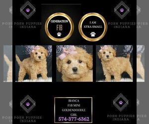 Goldendoodle (Miniature) Puppy for sale in WARSAW, IN, USA
