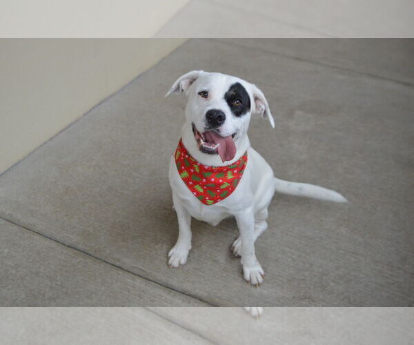 Medium Photo #1 Mutt Puppy For Sale in McKinney, TX, USA