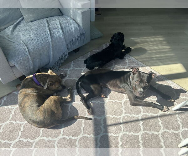 Medium Photo #16 American Pit Bull Terrier Puppy For Sale in Alexandria, VA, USA