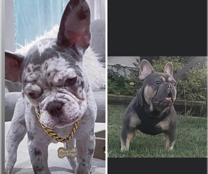 French Bulldog Puppy for sale in GARFIELD HEIGHTS, OH, USA