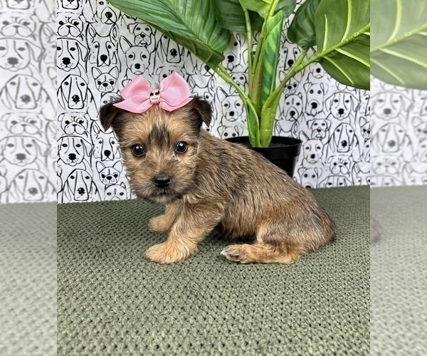 Medium Photo #4 Yorkshire Terrier Puppy For Sale in FRANKLIN, IN, USA
