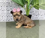 Small Photo #4 Yorkshire Terrier Puppy For Sale in FRANKLIN, IN, USA