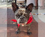 Small #14 French Bulldog Mix
