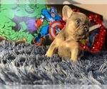 Small Photo #4 French Bulldog Puppy For Sale in REDMOND, WA, USA
