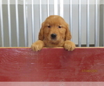 Small #2 Golden Retriever