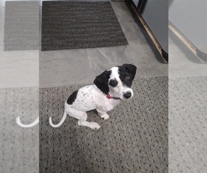 Poodle (Toy) Puppy for sale in EATON, IN, USA