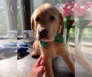 Golden Labrador Puppy for sale in HARFORD, PA, USA
