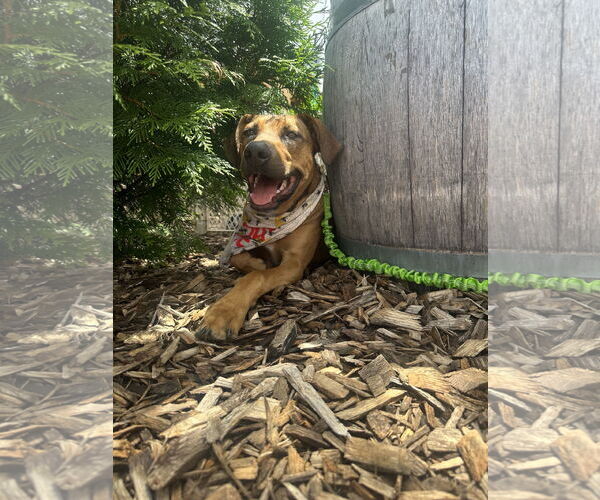 Medium Photo #6 Mutt Puppy For Sale in Germantown, OH, USA