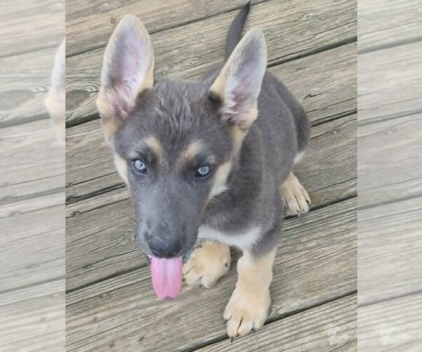 Medium Photo #5 German Shepherd Dog Puppy For Sale in WYTHEVILLE, VA, USA